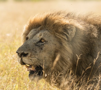Best 5 Days Tanzania Mid-range safari